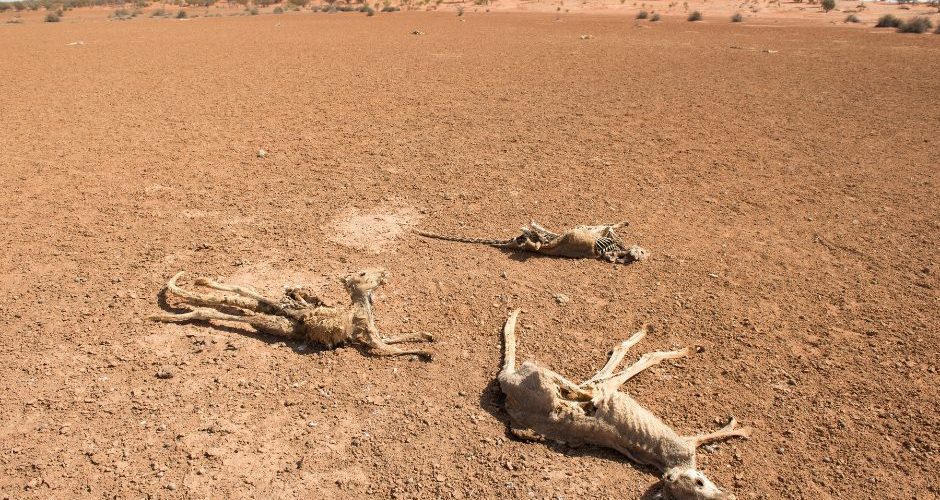 القرن الأفريقي على أبواب جفاف مدمر ومجاعة قاتله